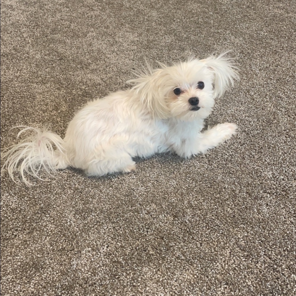 Meet Your Posher, Abbey